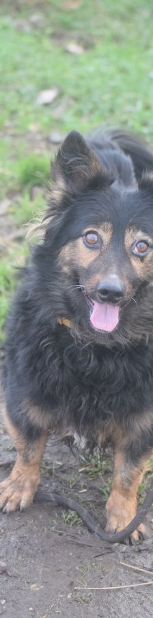 stella – Mischling, Weibchen, 15 Jahre – Foto 4