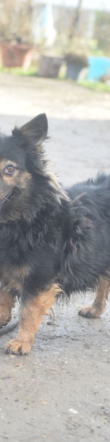 stella – Mischling, Weibchen, 15 Jahre – Foto 5
