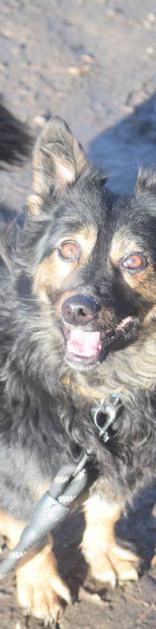 stella – Mischling, Weibchen, 15 Jahre – Foto 6
