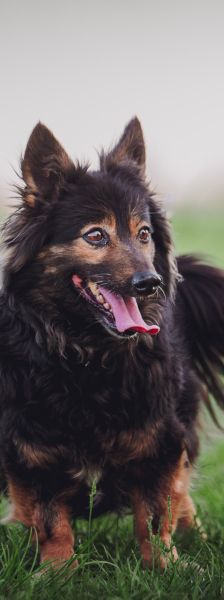 stella – Mischling, Weibchen, 15 Jahre – Foto 7