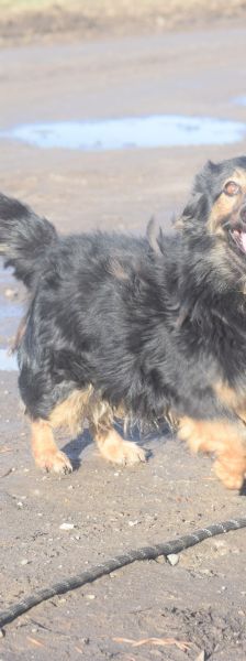 stella – Mischling, Weibchen, 15 Jahre – Foto 8
