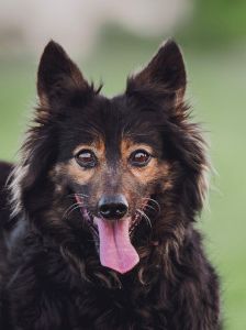 stella – Mischling, Weibchen, 15 Jahre – Foto 10