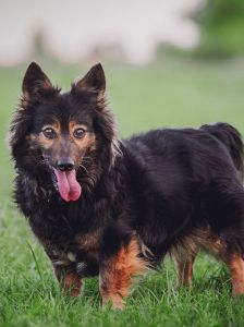 stella – Mischling, Weibchen, 15 Jahre – Foto 11