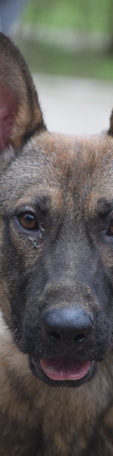 malte – Mischling, Männchen, 2 Jahre, Ungarn – Foto 1