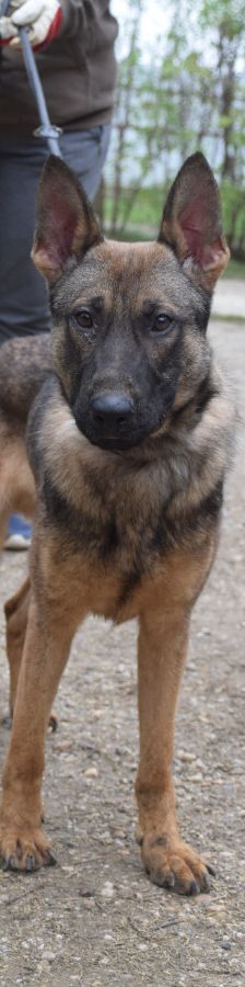 malte – Mischling, Männchen, 2 Jahre, Ungarn – Foto 2