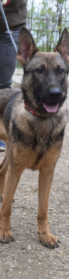 malte – Mischling, Männchen, 2 Jahre, Ungarn – Foto 3