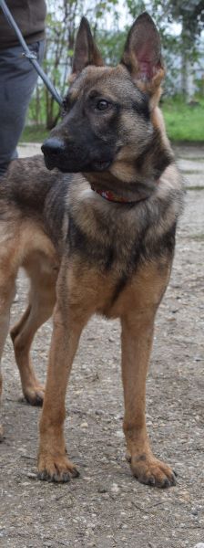 malte – Mischling, Männchen, 2 Jahre, Ungarn – Foto 4