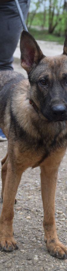 malte – Mischling, Männchen, 2 Jahre, Ungarn – Foto 5