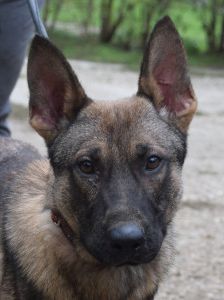 malte – Mischling, Männchen, 2 Jahre, Ungarn – Foto 6