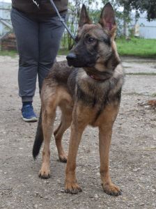 malte – Mischling, Männchen, 2 Jahre, Ungarn – Foto 7