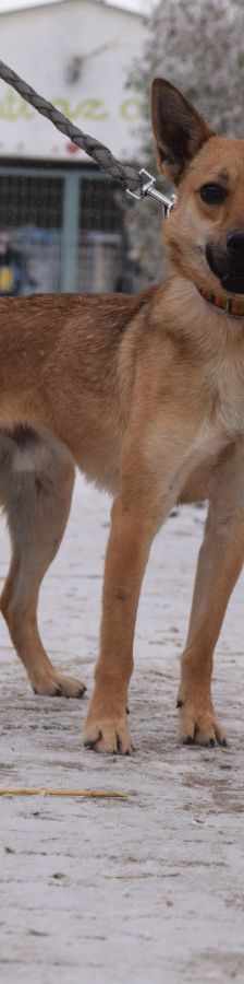 kimo – Mischling, Männchen, Alter unbekannt, Ungarn – Foto 1