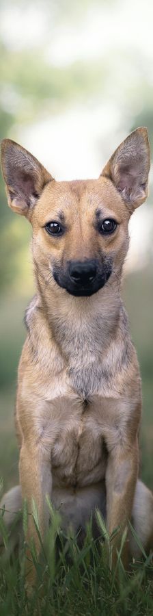 kimo – Mischling, Männchen, Alter unbekannt, Ungarn – Foto 3