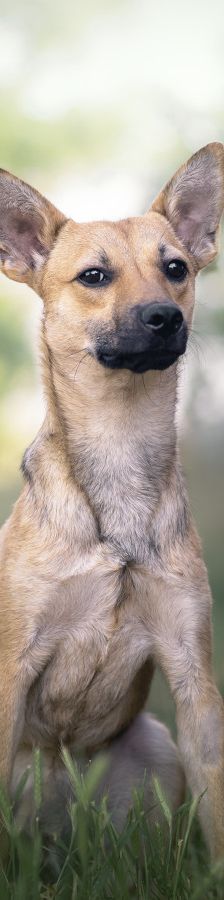 kimo – Mischling, Männchen, Alter unbekannt, Ungarn – Foto 4