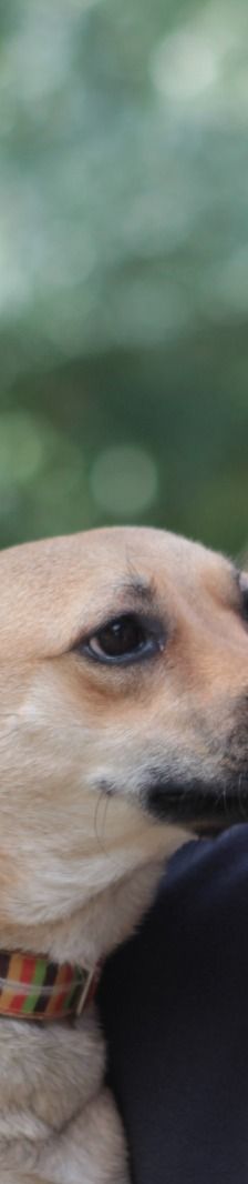 kimo – Mischling, Männchen, Alter unbekannt, Ungarn – Foto 6