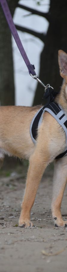 kimo – Mischling, Männchen, Alter unbekannt, Ungarn – Foto 11