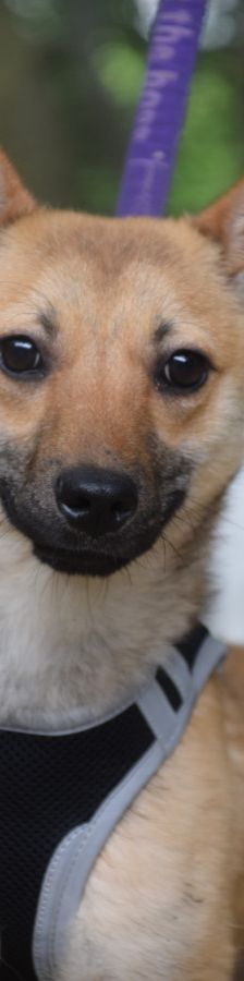 kimo – Mischling, Männchen, Alter unbekannt, Ungarn – Foto 14