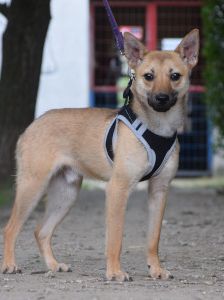 kimo – Mischling, Männchen, Alter unbekannt, Ungarn – Foto 16