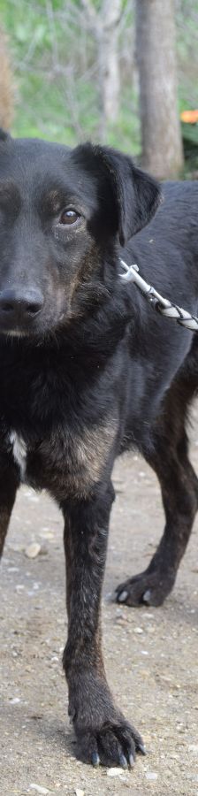 dori – Mischling, Weibchen, 3 Jahre, Ungarn – Foto 1