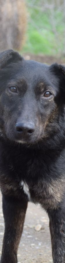 dori – Mischling, Weibchen, 3 Jahre, Ungarn – Foto 2