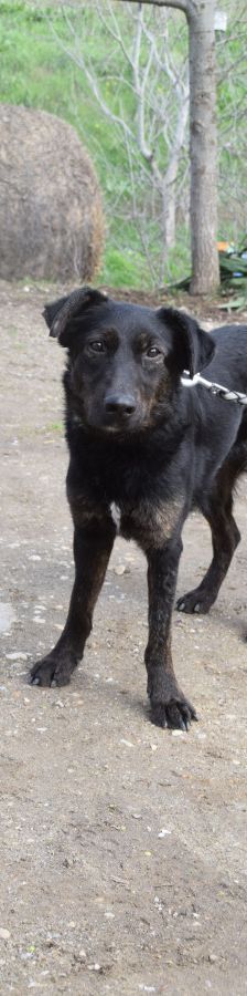 dori – Mischling, Weibchen, 3 Jahre, Ungarn – Foto 3