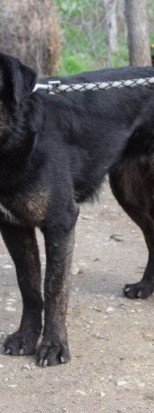 dori – Mischling, Weibchen, 3 Jahre, Ungarn – Foto 4