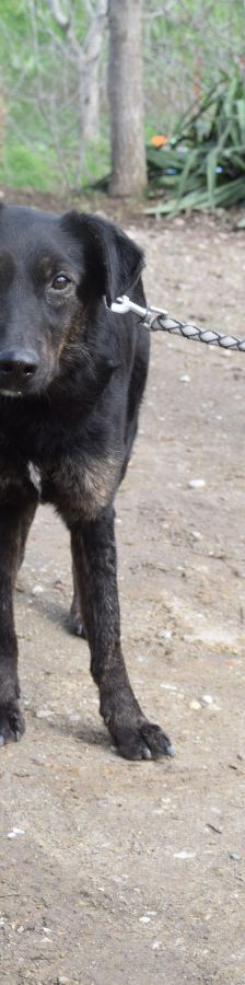 dori – Mischling, Weibchen, 3 Jahre, Ungarn – Foto 5