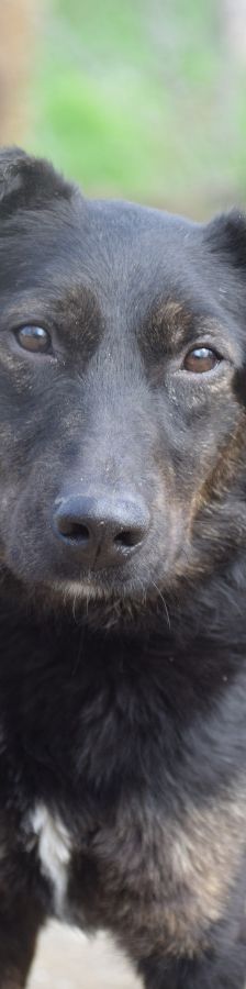 dori – Mischling, Weibchen, 3 Jahre, Ungarn – Foto 6