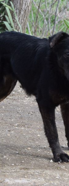 dori – Mischling, Weibchen, 3 Jahre, Ungarn – Foto 7