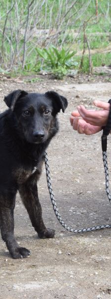 dori – Mischling, Weibchen, 3 Jahre, Ungarn – Foto 8