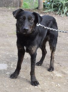 dori – Mischling, Weibchen, 3 Jahre, Ungarn – Foto 9