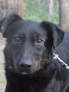 dori – Mischling, Weibchen, 3 Jahre, Ungarn – Foto 10