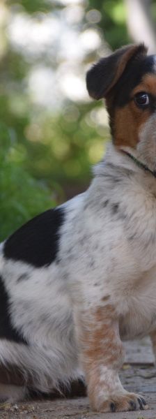 mocca – Mischling, Männchen, 1 Jahr, Ungarn – Foto 2