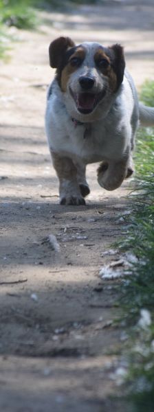 mocca – Mischling, Männchen, 1 Jahr, Ungarn – Foto 5