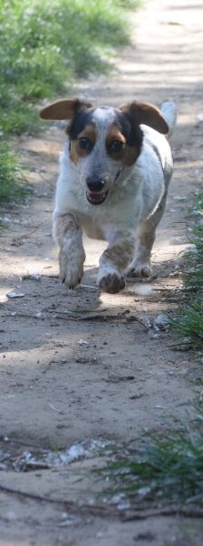 mocca – Mischling, Männchen, 1 Jahr, Ungarn – Foto 6