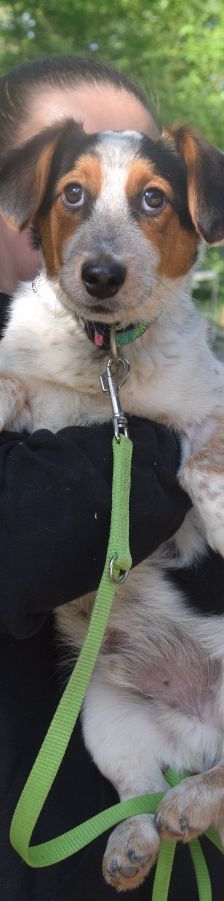 mocca – Mischling, Männchen, 1 Jahr, Ungarn – Foto 9
