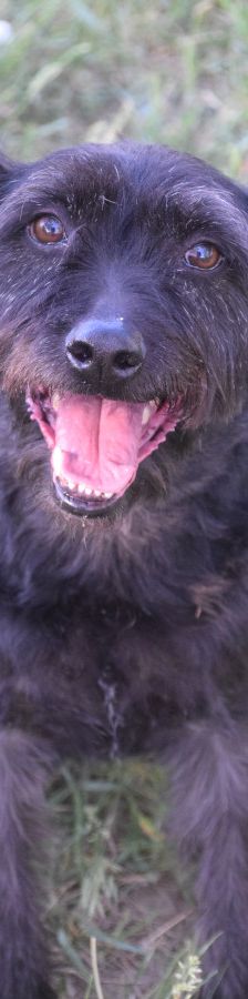 elmo – Mischling, Männchen, 7 Jahre, Ungarn – Foto 1