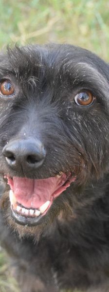 elmo – Mischling, Männchen, 7 Jahre, Ungarn – Foto 3