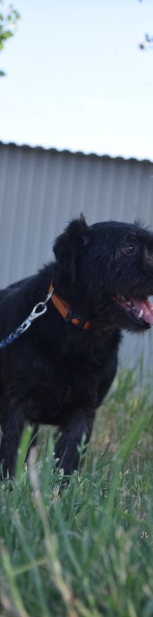 elmo – Mischling, Männchen, 7 Jahre, Ungarn – Foto 4