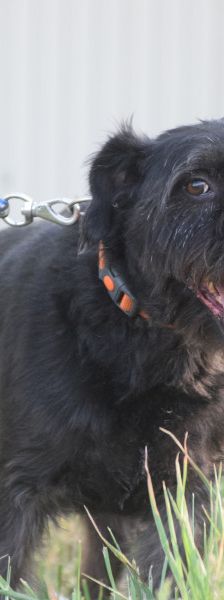 elmo – Mischling, Männchen, 7 Jahre, Ungarn – Foto 5