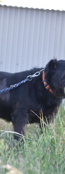 elmo – Mischling, Männchen, 7 Jahre, Ungarn – Foto 6