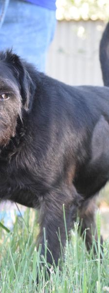 elmo – Mischling, Männchen, 7 Jahre, Ungarn – Foto 7