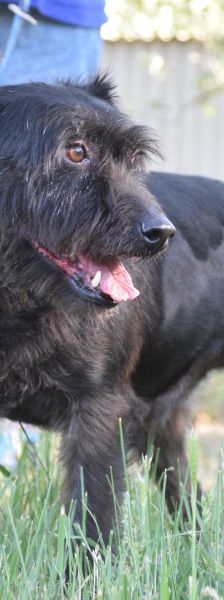 elmo – Mischling, Männchen, 7 Jahre, Ungarn – Foto 8