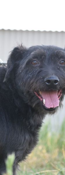 elmo – Mischling, Männchen, 7 Jahre, Ungarn – Foto 9