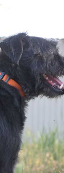 elmo – Mischling, Männchen, 7 Jahre, Ungarn – Foto 10