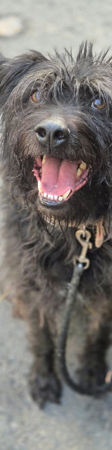 elmo – Mischling, Männchen, 7 Jahre, Ungarn – Foto 11