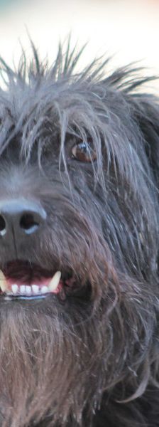 elmo – Mischling, Männchen, 7 Jahre, Ungarn – Foto 12