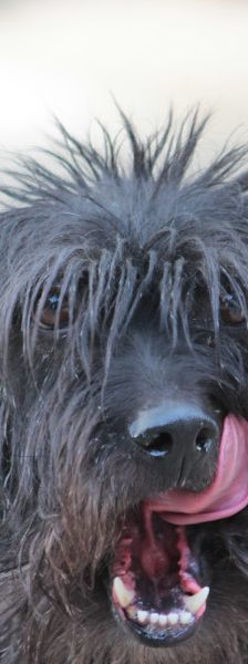 elmo – Mischling, Männchen, 7 Jahre, Ungarn – Foto 13