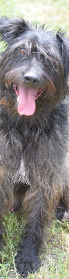 elmo – Mischling, Männchen, 7 Jahre, Ungarn – Foto 16