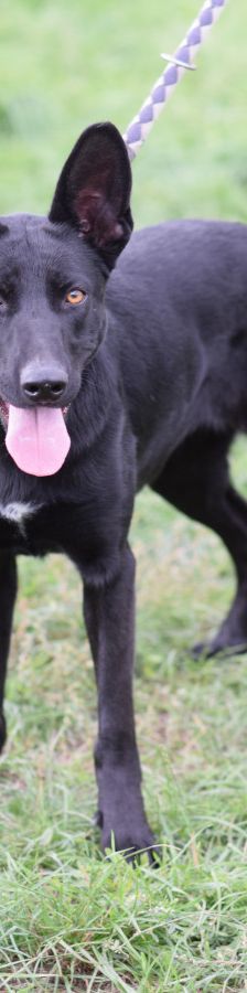 heidi – Mischling, Weibchen, 3 Jahre – Foto 2