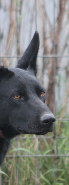 heidi – Mischling, Weibchen, 3 Jahre – Foto 3